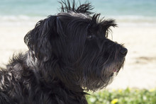 Portrait Of Dog Sitting On The Beach