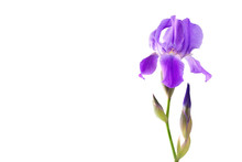 Flower  Iris