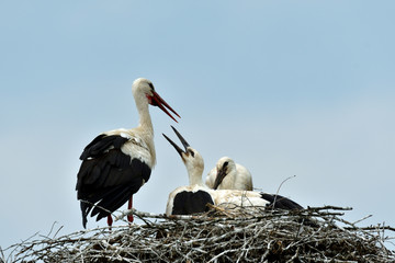 Wall Mural - stork mutter feeding the little baby in the nest