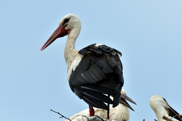 Wall Mural - stork mutter feeding the little baby in the nest