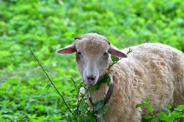 baby sheep lamb grazing the grass and leafs