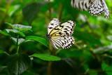 Fototapeta Krajobraz -  Closeup  beautiful butterfly  & flower in the garden.