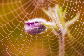 spider web with dew