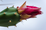 Fototapeta Motyle - cactus with thorns