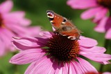 Fototapeta Londyn - Butterfly in the summer sitting on a flower