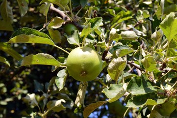 green apples and leaves on an apple tree