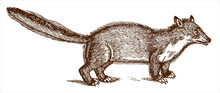 Weasel Or Marten With Erect Tail In Profile View. Illustration After Antique Woodcut Engraving From 16th Century