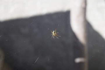 spider on the web