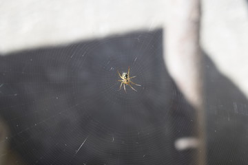 spider on the web