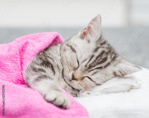 Close up Cute taby kitten sleeping on pillow under blanket - Buy this stock photo and explore similar images at Adobe Stock | Adobe Stock Close up Cute taby kitten sleeping on pillow under blanket - Buy this stock photo and explore similar images at Adobe Stock | Adobe Stock