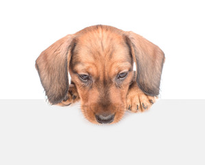 Aufkleber - dachshund puppy above white banner looking down. isolated on white background