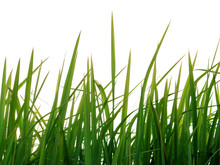 Long Blades Of Green Grass Isolated On White Background.