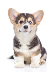 Happy Brown Pembroke Welsh Corgi puppy looking at camera. isolated on white background