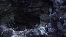 Plan Large De L'entrée D'un Nid De Cormoran / Large Shot Of The Entrance Of Cormorants Nest