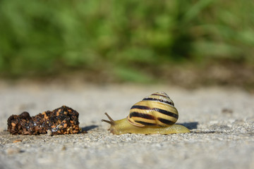 Wall Mural - Snail crawling on the asphalt road. Burgundy snail, Helix, Roman snail, edible snail or escargot crawling