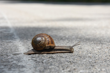 Wall Mural - Snail crawling on the asphalt road. Burgundy snail, Helix, Roman snail, edible snail or escargot crawling