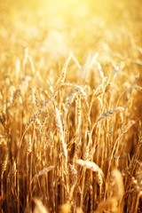 Wheat field. Rural Scenery under Shining Sunlight. A background of the ripening wheat. Rich harvest.