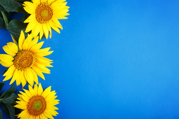 Fotomurales - Beautiful sunflowers on blue background. View from above. Background with copy space.