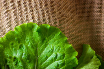 Wall Mural - lettuce on a background of burlap close-up