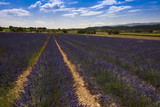 Fototapeta Lawenda - Lavender fields between Roussillon and Rustrel. Vaucluse, Provence, France