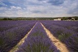 Fototapeta Lawenda - Lavender field at Coustellet. Vaucluse, Provence, France
