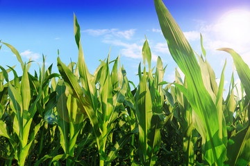 Wall Mural - Cornfield on Bright Summer Day