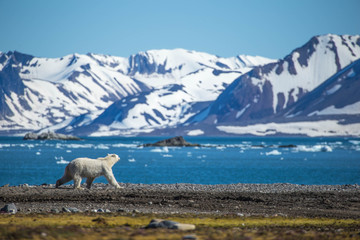 polar bear in south spitsbergen.