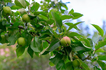 Green apples ripening on the branch of a tree in a garden