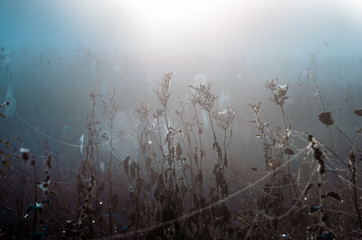 cobwebs on dry grass at foggy autumn morning