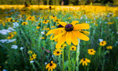 Wall Mural - field of wildflowers. rudbeckia or black eyed susan