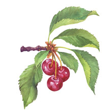 Branch Of Fruit Black Cherry With Berries And Leaves. Watercolor Hand Drawn Painting Illustration Isolated On White Background.