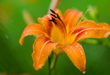 Wall Mural - horizontal image of yellow orange day lily in the rain. 