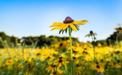 Wall Mural - field of wildflowers. rudbeckia or black eyed susan