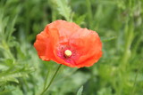 Fototapeta Maki - Open Poppy, U of A Botanic Gardens, Devon, Alberta