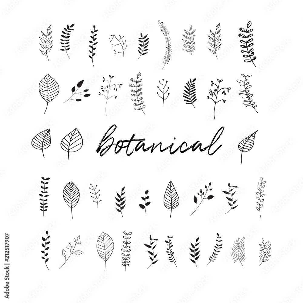vector botanical doodles illustration elements. hand drawn drawing ...