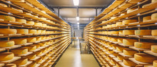 Shelves With Cheese At A Cheese Warehouse