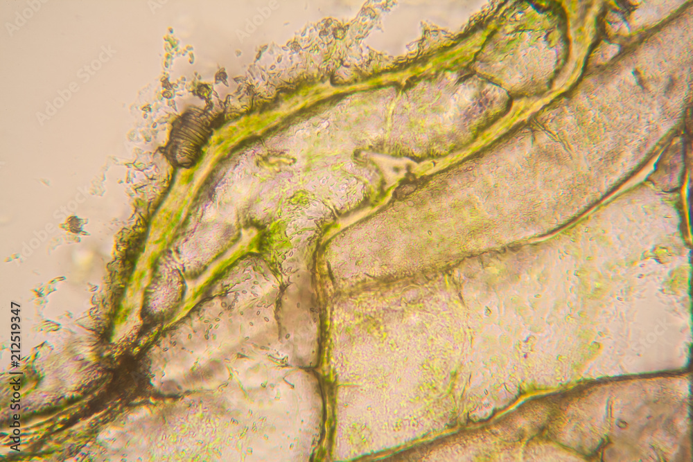 Microscopic view and details of rotten tulip stem Stock Photo | Adobe Stock
