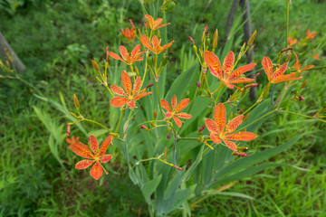 Blackberry Lily flower in korea