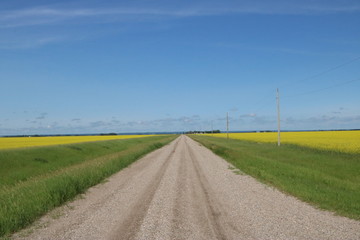 country dirt road between two canola fields