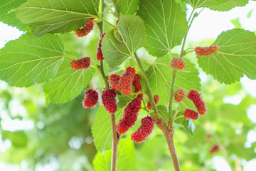 Canvas Print - fresh red mulberry fruits on tree branch