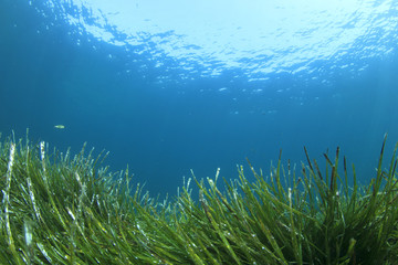 Wall Mural - Green grass blue ocean underwater   