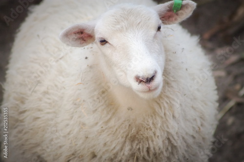 Fotografie, Obraz The Finnish Landrace, Finn or Finnsheep is a breed of domestic sheep native to Finland