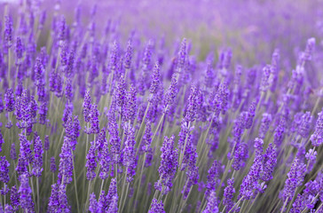 Wall Mural - Sunset gleam over purple flowers of lavender. Bushes on the center of picture and sun light on the left. Provence region of france.