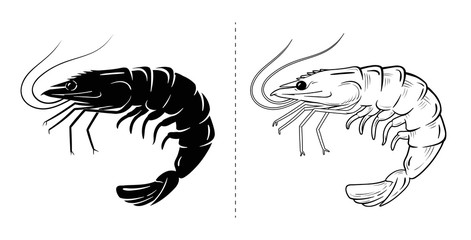 Shrimp silhouette sea animal. Vector sketch illustration.