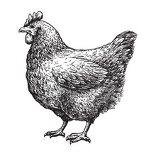 Chicken Farm Eggs Sketch On White Background. Vector Illustration
