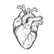 Human heart anatomically correct hand drawn line art and dotwork. Flash tattoo or print design vector illustration.