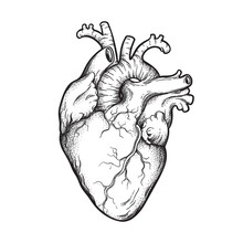 Human Heart Anatomically Correct Hand Drawn Line Art And Dotwork. Flash Tattoo Or Print Design Vector Illustration.
