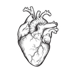 Human heart anatomically correct hand drawn line art and dotwork. Flash tattoo or print design vector illustration.