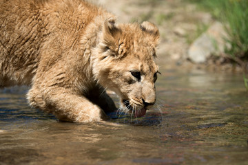 Wall Mural - Young lion cub drink water