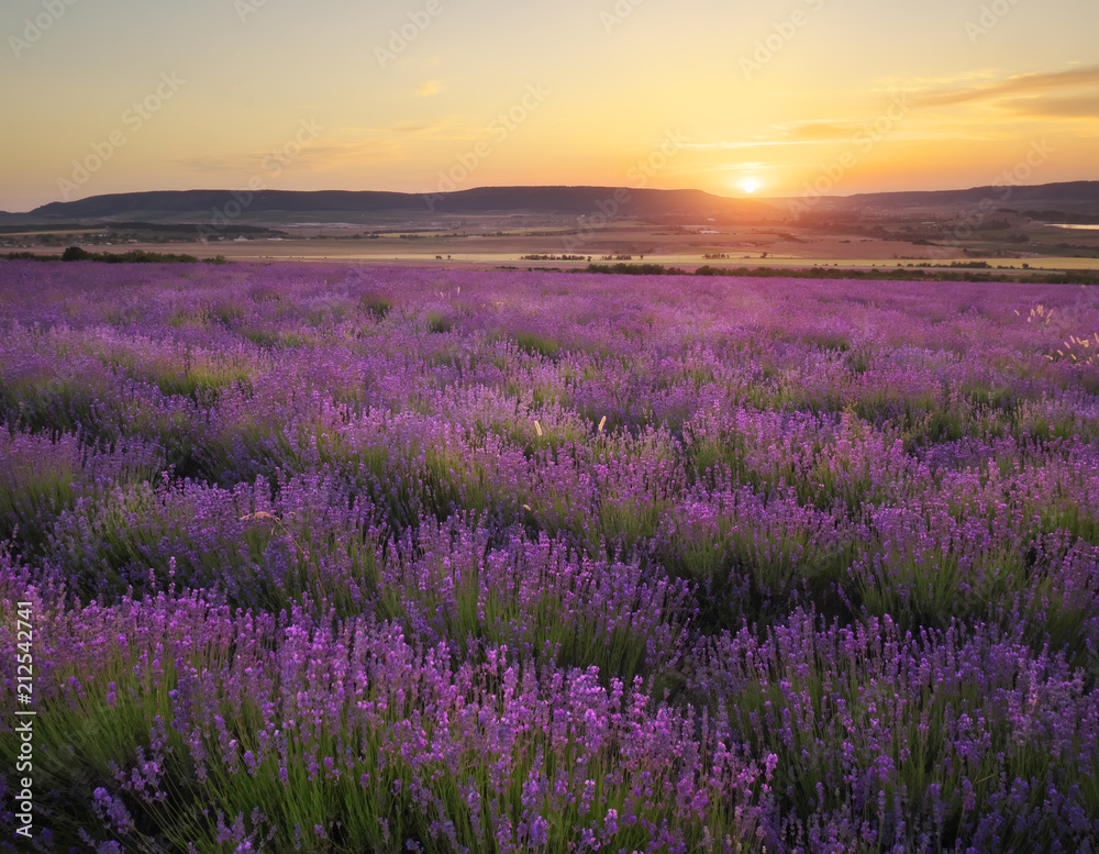 Meadow of lavender at sunset - obrazy, fototapety, plakaty 
